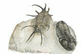 Huge, Spiny Ceratarges Trilobite With Austerops - Zireg, Morocco #255451-5